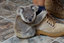 Cute baby koala