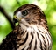 Portrait of a young coopers hawk doris potter